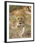 Lion, Female, Laikipia, Kenya-Tony Heald-Framed Photographic Print