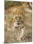 Lion, Female, Laikipia, Kenya-Tony Heald-Mounted Photographic Print