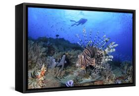 Lion Fish and Scuba Diver-Bernard Radvaner-Framed Stretched Canvas