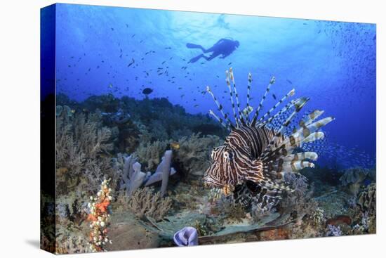 Lion Fish and Scuba Diver-Bernard Radvaner-Stretched Canvas