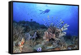 Lion Fish and Scuba Diver-Bernard Radvaner-Framed Stretched Canvas