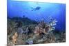 Lion Fish and Scuba Diver-Bernard Radvaner-Mounted Premium Photographic Print