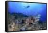 Lion Fish and Scuba Diver-Bernard Radvaner-Framed Stretched Canvas