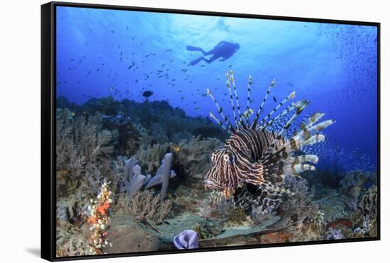 Lion Fish and Scuba Diver-Bernard Radvaner-Framed Stretched Canvas