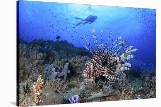 Lion Fish and Scuba Diver-Bernard Radvaner-Stretched Canvas