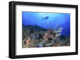 Lion Fish and Scuba Diver-Bernard Radvaner-Framed Premium Photographic Print