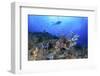 Lion Fish and Scuba Diver-Bernard Radvaner-Framed Premium Photographic Print