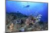 Lion Fish and Scuba Diver-Bernard Radvaner-Mounted Premium Photographic Print