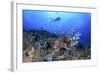 Lion Fish and Scuba Diver-Bernard Radvaner-Framed Photographic Print