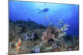 Lion Fish and Scuba Diver-Bernard Radvaner-Mounted Photographic Print