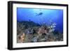 Lion Fish and Scuba Diver-Bernard Radvaner-Framed Photographic Print