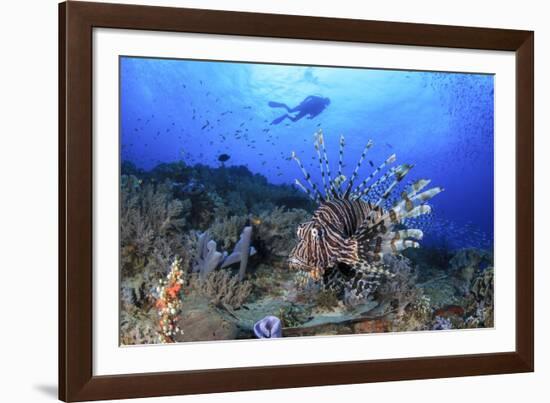 Lion Fish and Scuba Diver-Bernard Radvaner-Framed Photographic Print