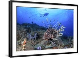 Lion Fish and Scuba Diver-Bernard Radvaner-Framed Photographic Print