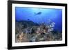 Lion Fish and Scuba Diver-Bernard Radvaner-Framed Photographic Print