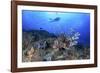 Lion Fish and Scuba Diver-Bernard Radvaner-Framed Photographic Print