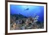 Lion Fish and Scuba Diver-Bernard Radvaner-Framed Photographic Print