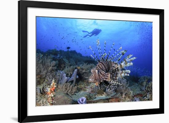 Lion Fish and Scuba Diver-Bernard Radvaner-Framed Photographic Print