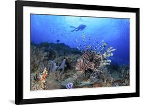 Lion Fish and Scuba Diver-Bernard Radvaner-Framed Photographic Print