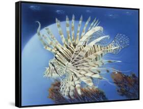 Lion Fish-Durwood Coffey-Framed Stretched Canvas