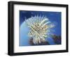 Lion Fish-Durwood Coffey-Framed Giclee Print