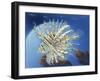 Lion Fish-Durwood Coffey-Framed Giclee Print