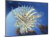 Lion Fish-Durwood Coffey-Mounted Giclee Print