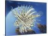 Lion Fish-Durwood Coffey-Stretched Canvas