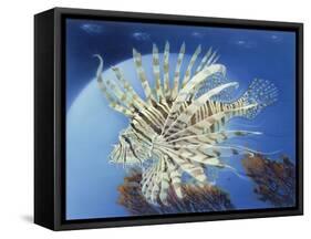 Lion Fish-Durwood Coffey-Framed Stretched Canvas