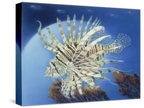 Lion Fish-Durwood Coffey-Stretched Canvas