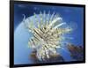 Lion Fish-Durwood Coffey-Framed Giclee Print