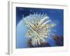 Lion Fish-Durwood Coffey-Framed Giclee Print