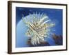 Lion Fish-Durwood Coffey-Framed Giclee Print