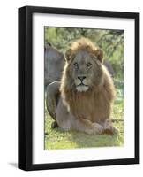 Lion Gaze-Martin Fowkes-Framed Giclee Print