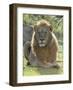 Lion Gaze-Martin Fowkes-Framed Giclee Print