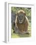 Lion Gaze-Martin Fowkes-Framed Giclee Print