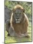 Lion Gaze-Martin Fowkes-Mounted Giclee Print