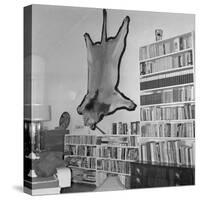 Lion Hanging on Ernest Hemingway's Wall-null-Stretched Canvas
