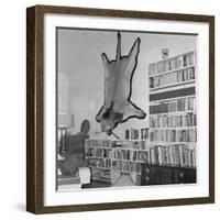 Lion Hanging on Ernest Hemingway's Wall-null-Framed Photographic Print