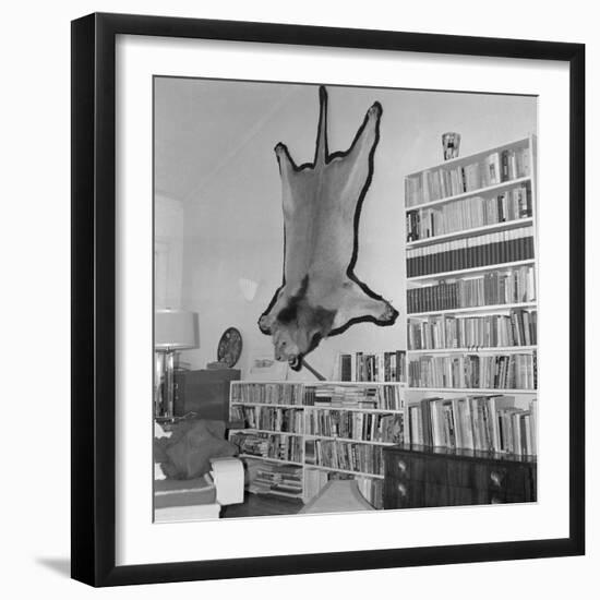 Lion Hanging on Ernest Hemingway's Wall-null-Framed Photographic Print