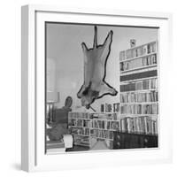 Lion Hanging on Ernest Hemingway's Wall-null-Framed Photographic Print