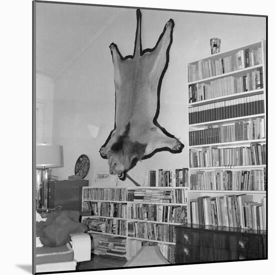 Lion Hanging on Ernest Hemingway's Wall-null-Mounted Photographic Print