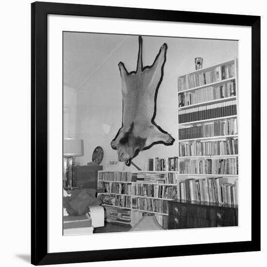 Lion Hanging on Ernest Hemingway's Wall-null-Framed Photographic Print