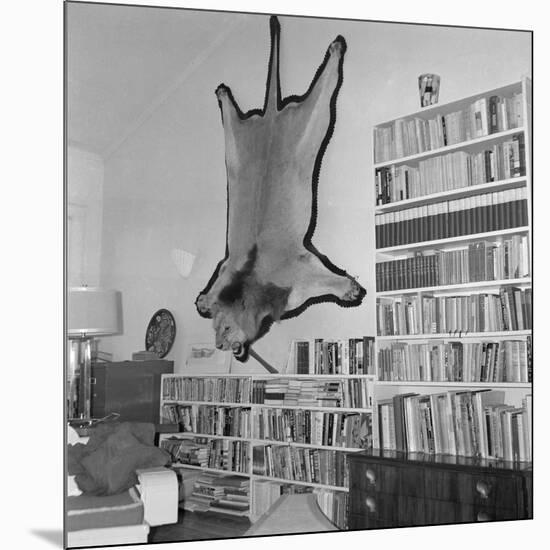 Lion Hanging on Ernest Hemingway's Wall-null-Mounted Photographic Print