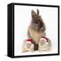 Lion Head Rabbit with Young Wearing Christmas Hat-null-Framed Stretched Canvas