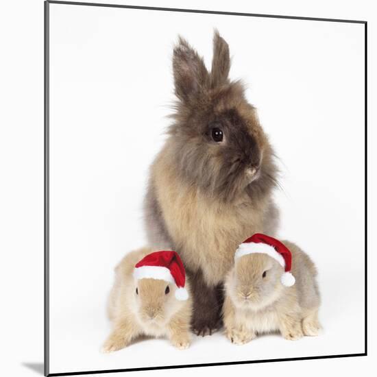 Lion Head Rabbit with Young Wearing Christmas Hat-null-Mounted Photographic Print