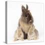 Lion Head Rabbit with Young-null-Stretched Canvas