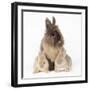 Lion Head Rabbit with Young-null-Framed Photographic Print