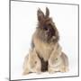 Lion Head Rabbit with Young-null-Mounted Photographic Print