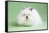 Lion Head Rabbit-Lynn M^ Stone-Framed Stretched Canvas