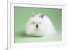 Lion Head Rabbit-Lynn M^ Stone-Framed Photographic Print